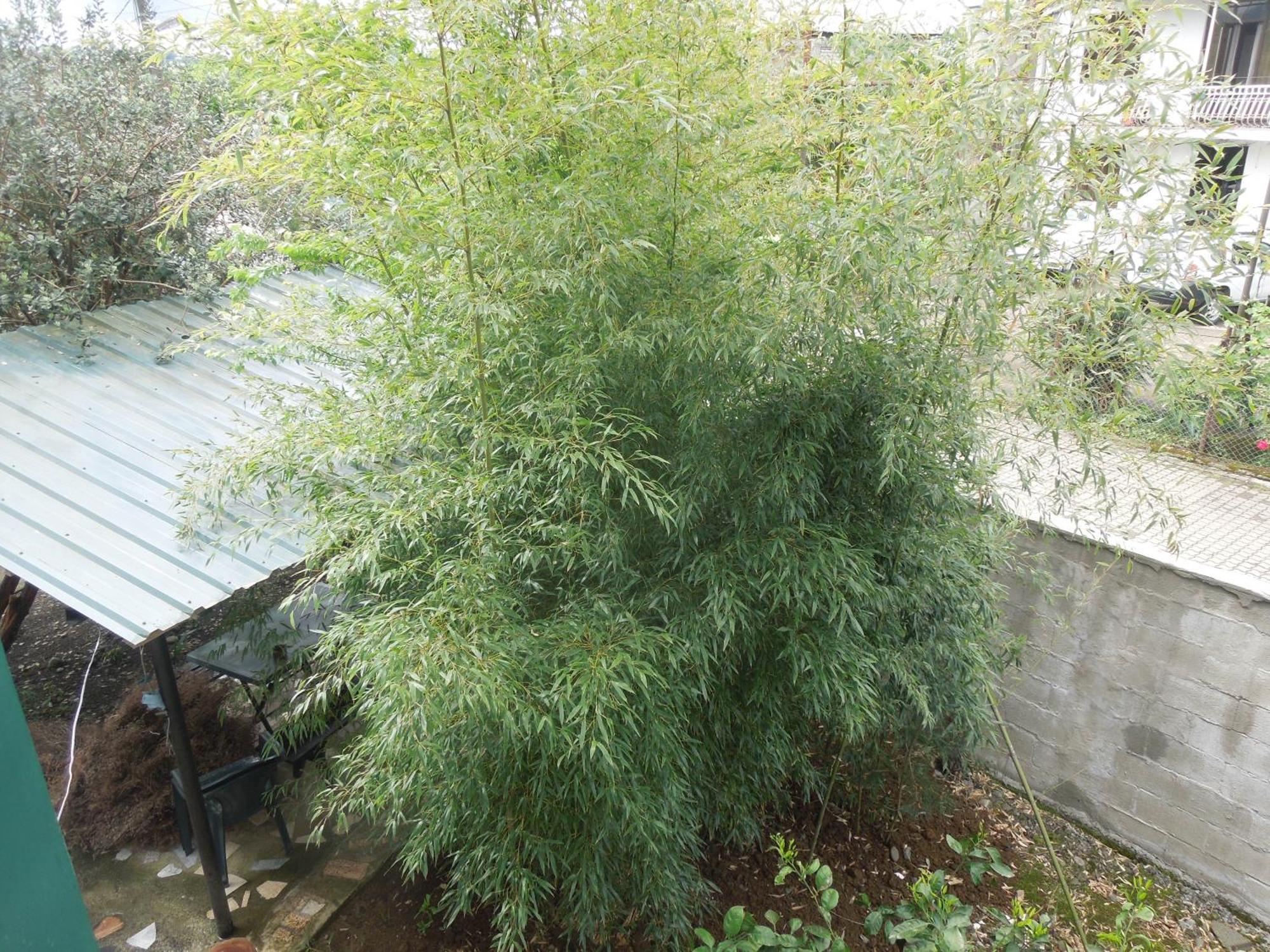 Zaza Kobuleti Exterior foto
